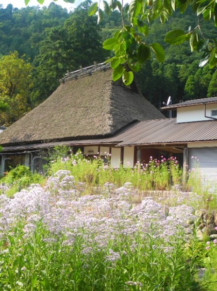The thatched roofed homes are all surrounded by windflowers