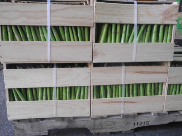 Crates and crates of beautiful asparagus. Couldn't help but think of you Robert.