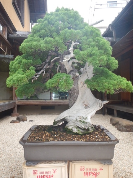 500 year old bonsai at the Shunkaen Bonsai Gardens